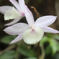 Dendrobium